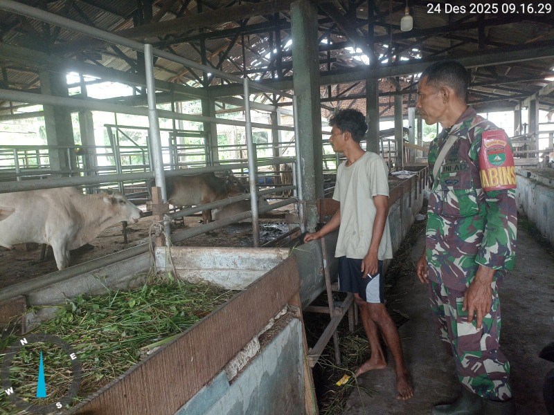 Babinsa Sertu Robi, Lakukan Cek Hewan Ternak Sapi Antisipasi Penyakit PMK, di Kelurahan Babussalam