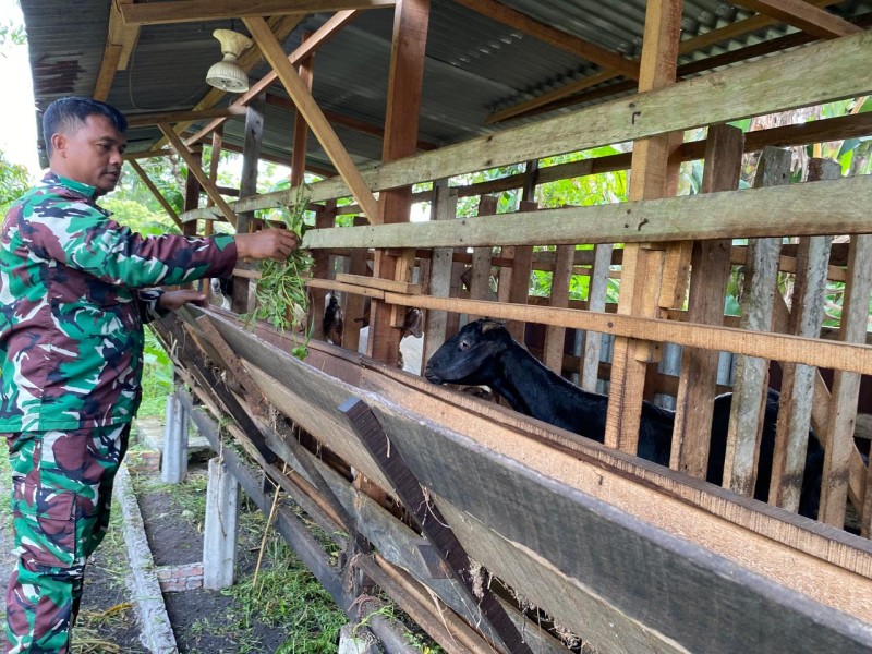 Gencar Laksanakan Pengecekkan Hewan Ternak Kambing, di Kecamatan Batsol, Desa Kesumbo Ampai, Oleh Serka Ristiyo