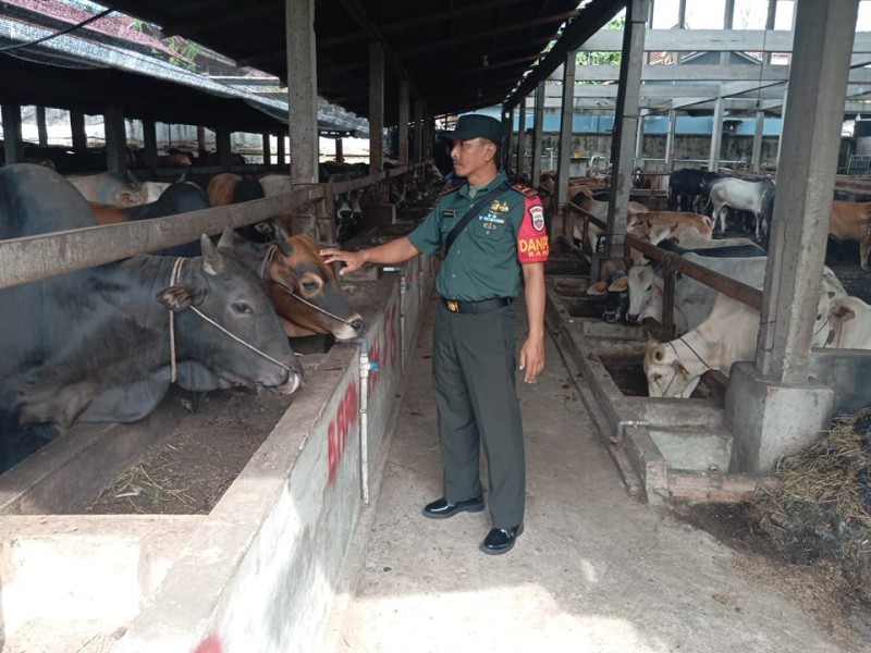 Gencar Laksanakan Pengecekkan Hewan Ternak Sapi, di Kelurahan Gajah Sakti Oleh Danpos Ramil Pelda Suprapto