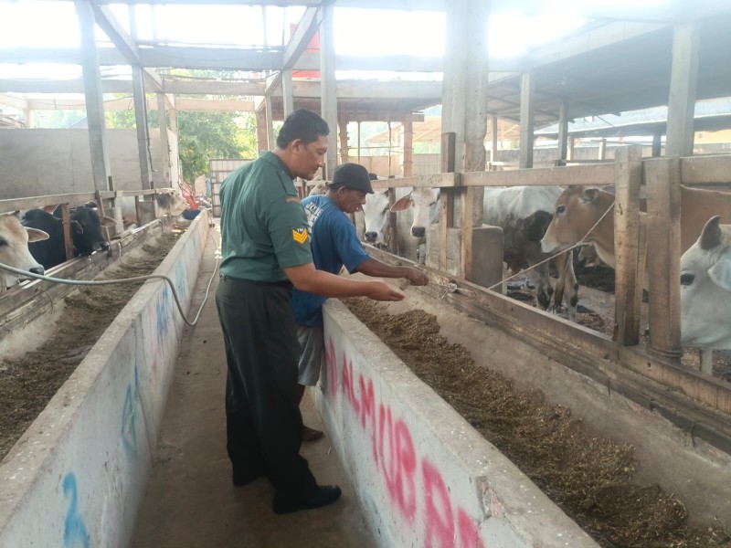 Babinsa Serka Agung Spautro. Lakukan Cek Hewan Ternak Sali Antisipasi Penyakit PMK, di Gajah Sakti
