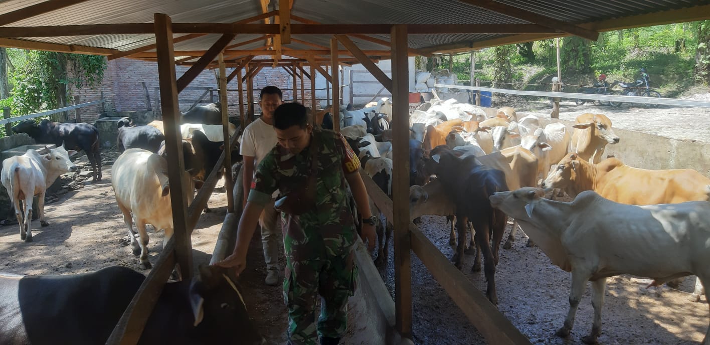 Cegah Penyebadan PMK, Babinsa Praka Alif Alfindo Laksanakan Patroli di Kelurahan Gajah Sakti