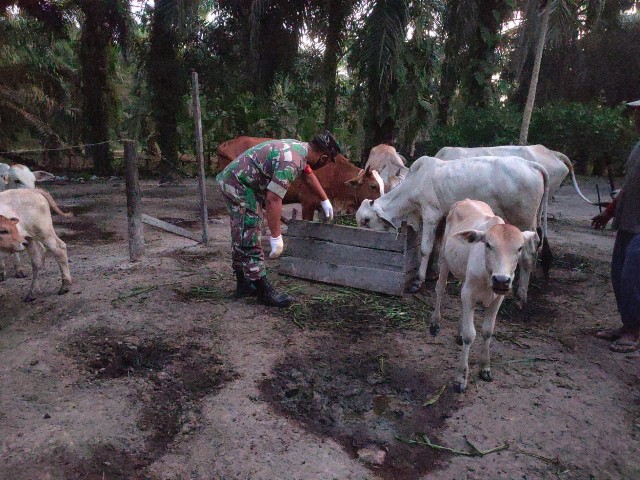 Upayakan Pencegahan PMK di Desa Koto Pait Beringin, Babinsa Serda Bambang Lakukan Patroli