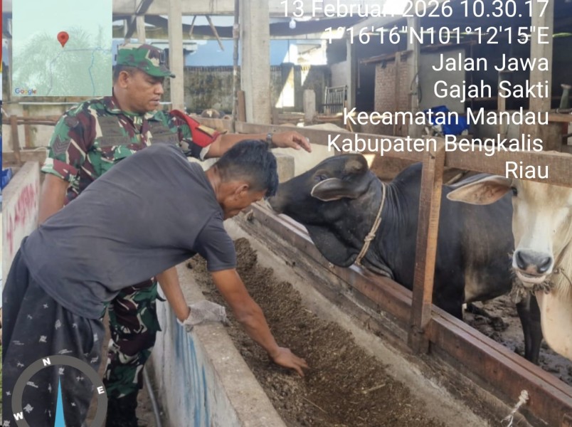 Babinsa Serma Agusliadi Lakukan Cek Hewan Ternak Sapi Antisipasi Penyakit PMK, di Gajah Sakti