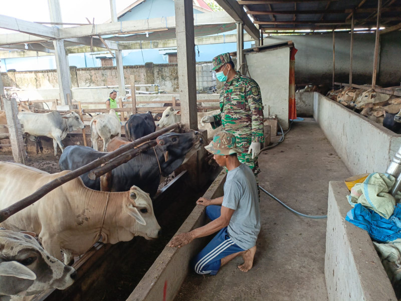 Upaya Cegah Penyebaran PMK, Babinsa Sertu Agung Saputro Cek 50 Ekor Hewan Ternak Sapi di Kelurahan Gajah Sakti