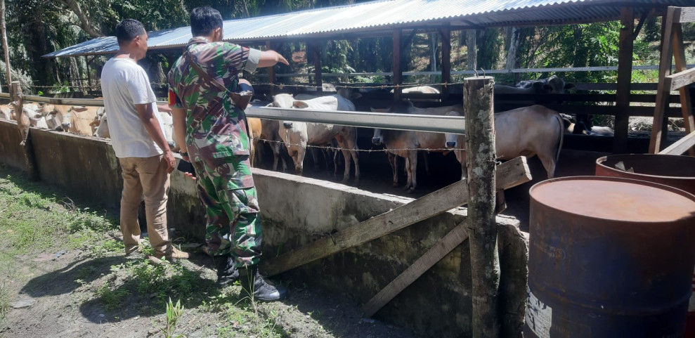 Cegah Penyebaran PMK, Babinsa Kopda P. Samosir Melaksanakan Cek 6 Ekor Hwan Ternak di Desa Serai Wangi