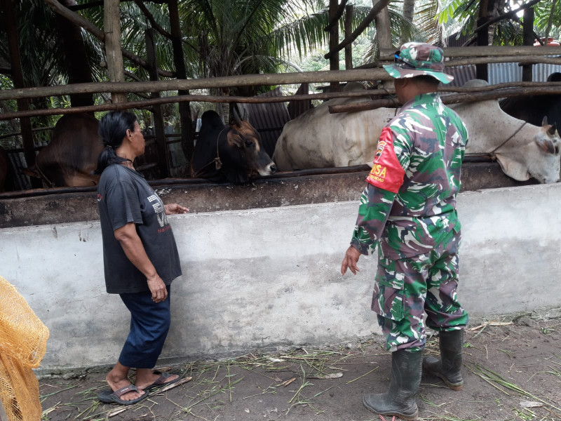 Gencar Laksanakan Pengecekkan Hewan Ternak Kambing di RT 2 RW 1 Desa Tengganau, Babinsa Serka N. Saragih Cek Lokasi