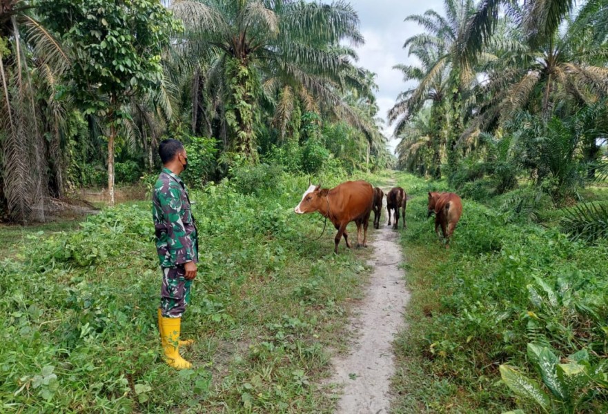 Babinsa Sertu Srikusyahandoko, Lakukan Cek Hewan Ternak Sapi Antisipasi Penyakit PMK, di Desa Air Kulim