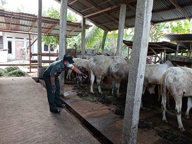 Cegah Penyebaran PMK, Babinsa Serma Yulihar Melaksanakan Cek Hewan Ternak di Tegal Sari
