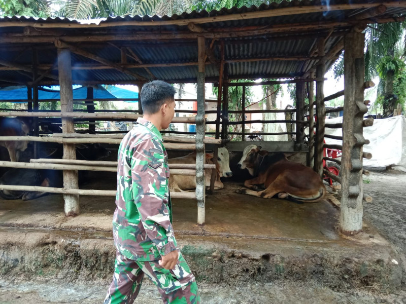 Babinsa Serda M. Fikri Cek 5 Ekor Hewan Ternak Sapi di Desa Tasik Serai Timur, Guna Cegah PMK