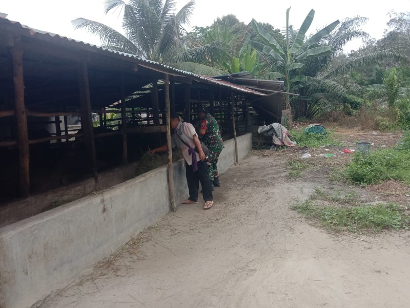 Babinsa Serda Ml. Silaban, Cek Hewan Ternak Kambing Antisipasi PMK, di Desa Sebangar, Kecamatan Bathin Solapan