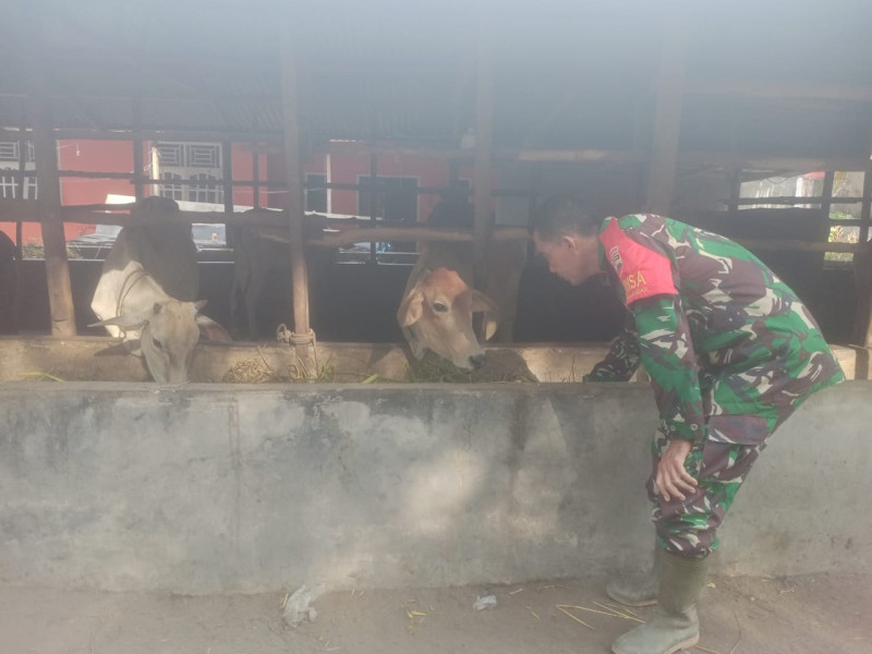 Gencar Laksanakan Pengecekkan Hewan Ternak Sapi di Desa Sebangar, Babinsa Sertu Sutiman Cek Lokasi