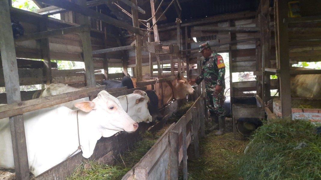 Babinsa Sertu Ahmad Junaidi., Lakukan Cek Hewan Ternak Sapi Antisipasi Penyakit PMK, di Air Jamban