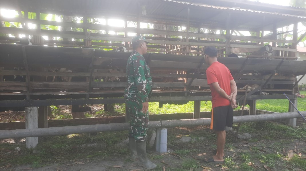Babinsa Sertu Ahmad Junaidi Lakukan Cek Hewan Ternak Kambing Antisipasi Penyakit PMK, di Kelurahan Air Jamban