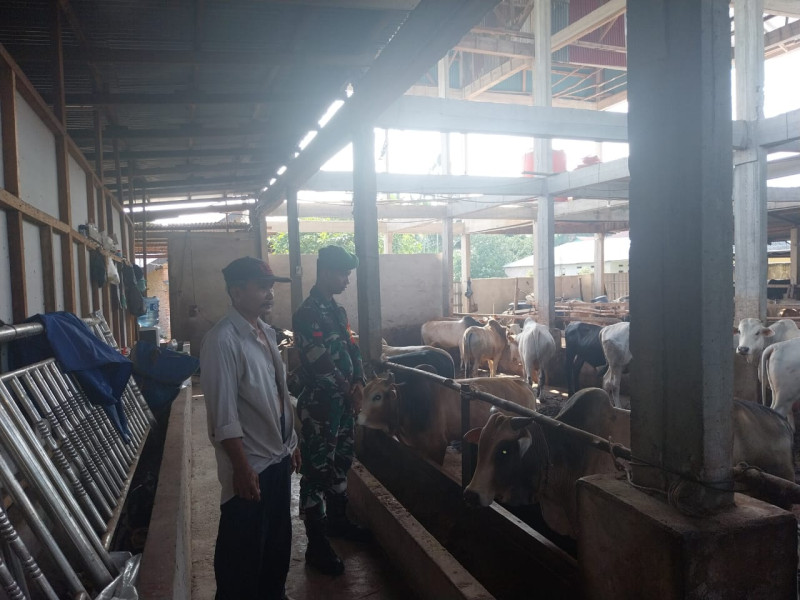 Gencar Laksanakan Pengecekkan Hewan Ternak Sapi di RT 04 RW 02 Kelurahan Air Jamban, Babinsa Pratu DN. Simanungkalit Cek Lokasi
