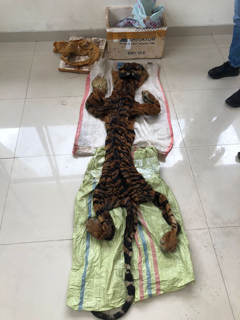 Membawa Kulit Harimau, Diamankan 4 Terduga Pelaku Perdagangan Satwa Dilindungi