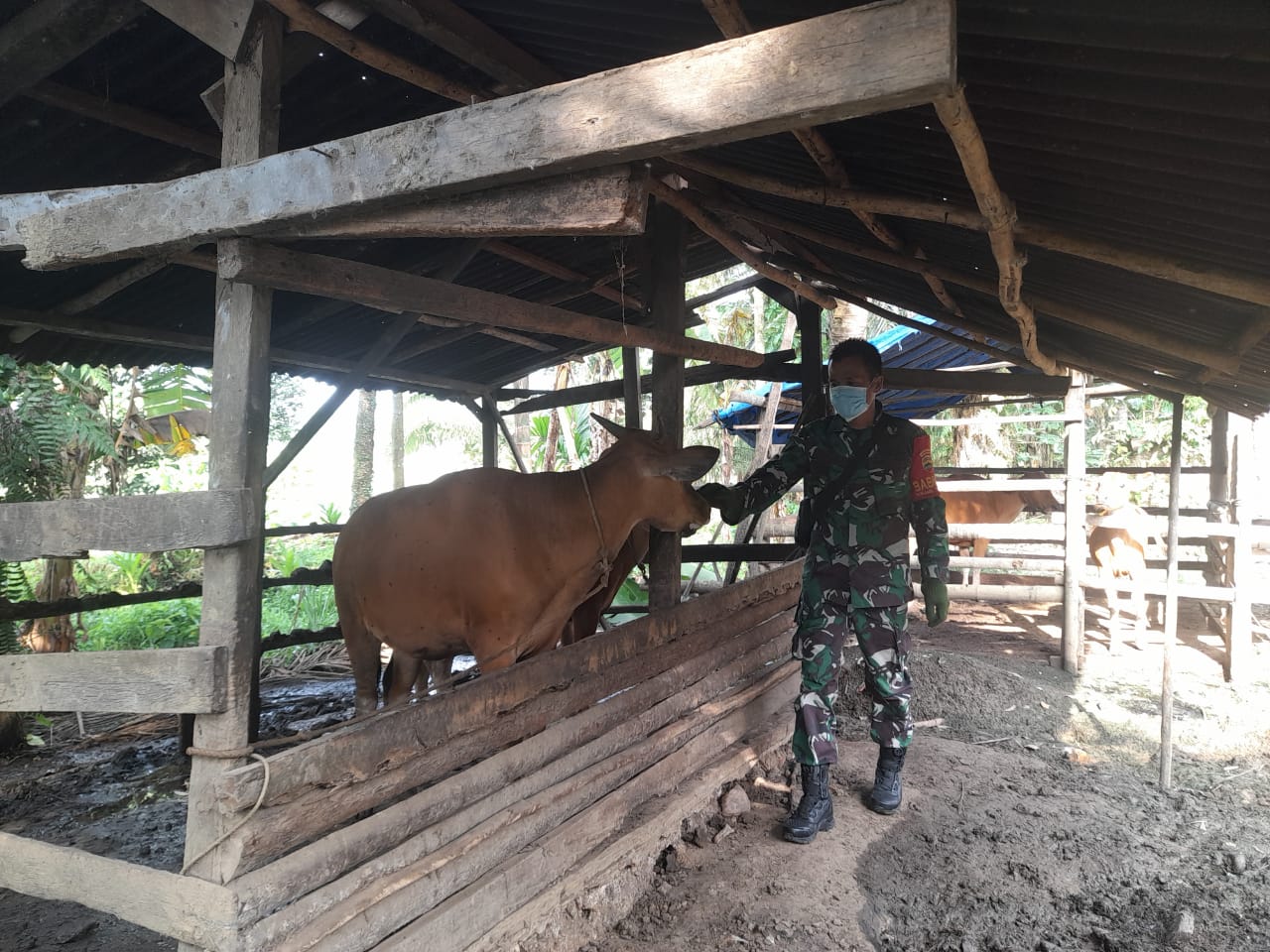 Cek Hewan Ternak, Agar Terhindar Dari PMK, Itu Pesan Babinsa Sertu SDG Barus di Talang Mandi