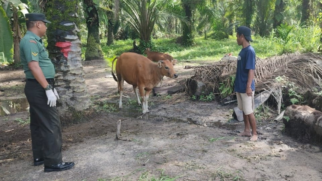Cegah Penyebaran PMK, Babinsa Serda Awaluddin Melaksanakan Cek Hewan Ternak di RT 02 RW 02 Boncah Mahang