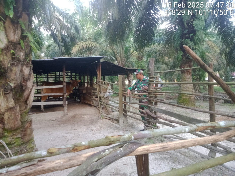 Gencar Laksanakan Pengecekkan Hewan Ternak Kambing di RT 2 RW 3 Desa Semunai, Babinsa Serda Paino, Cek Lokasi