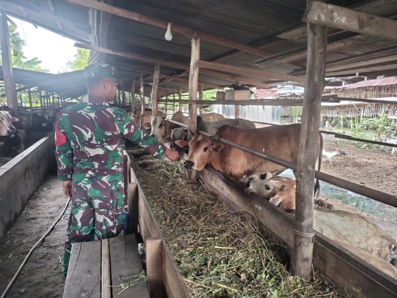 Gencar Laksanakan Pengecekkan Hewan Ternak Sapi di RT 1 RW 1 Desa Kuala Penaso, Babinsa Prati I.K. Sinaga, Cek Lokasi