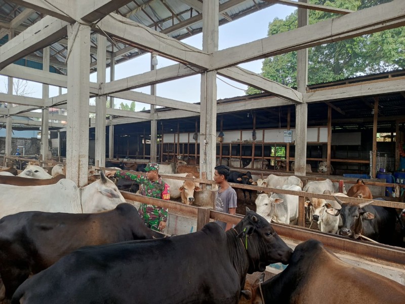 Babinsa Praka Amser Manulang Lakukan Cek Hewan Ternak Sapi Antisipasi Penyakit PMK, di Desa Melibur