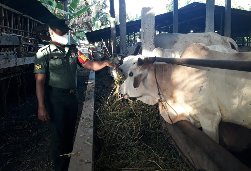 Cegah Penyebaran PMK, Babinsa Serka Ristiyo Melaksanakan Cek 15 Ekor Hewan Ternak di Air Jamban