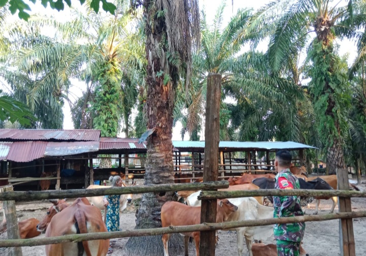 Gencar Laksanakan Pengecekkan Hewan Ternak Sapi di Desa TST, Babinsa Sertu M. Fikri Turun ke Lokasi