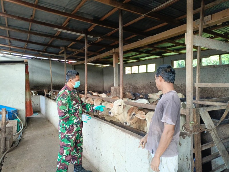 Gencar Laksanakan Pengecekkan Hewan Ternak Sapi, di Kelurahan Gajah Sakti Oleh Serka Agung Saputro