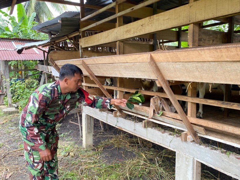 Babinsa Serka Ristiyo Lakukan Cek Hewan Ternak Kambing Antisipasi Penyakit PMK, di Kelurahan Air Jamban
