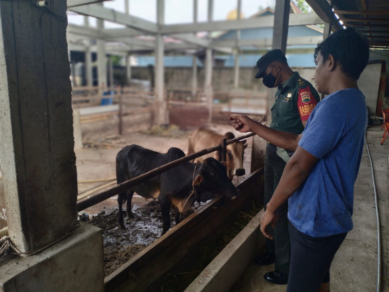 Cegah Penyebaran PMK, Babinsa Pelda Armen Melaksanakan Cek 6 Ekor Hewan Ternak di Kelurahan Gajah Sakti
