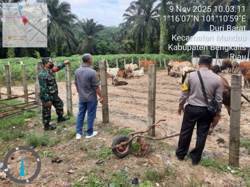 Babinsa Serka Junaidi, Lakukan Cek Hewan Ternak Sapi Antisipasi Penyakit PMK, di Kelurahan Duri Barat