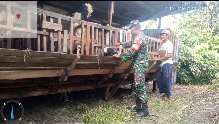 Babinsa Serda Zulkarnain Lakukan Cek Hewan Ternak Kambing Antisipasi PMK, di Gajah Sakti
