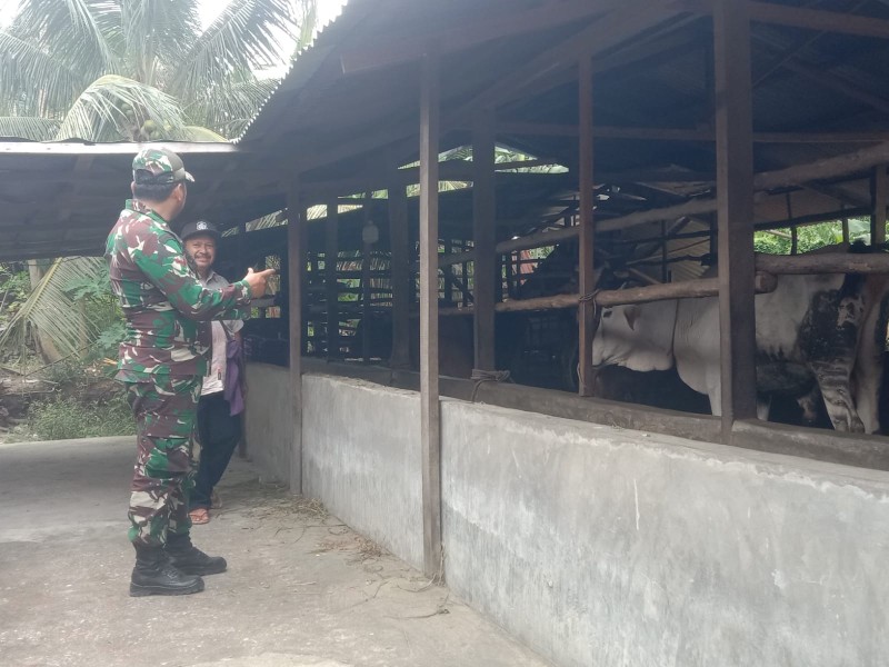 Gencar Laksanakan Pengecekkan Hewan Ternak Sapi, di Kecamatan Batsol, Desa Sebangar, Oleh Serda Ml. Silaban