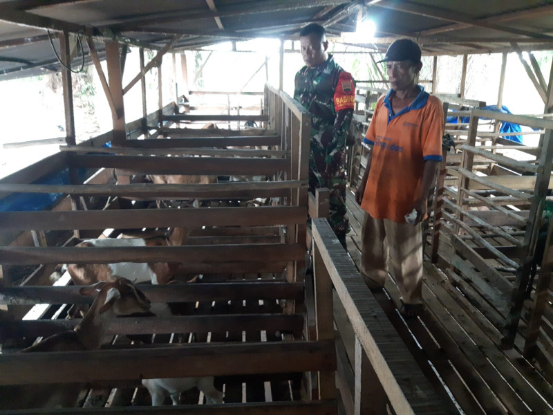 Cegah Penyebaran PMK, Babinsa Serka N. Saragih Laksanakan Cek Hewan Ternak di KM 8, Desa Pinggir