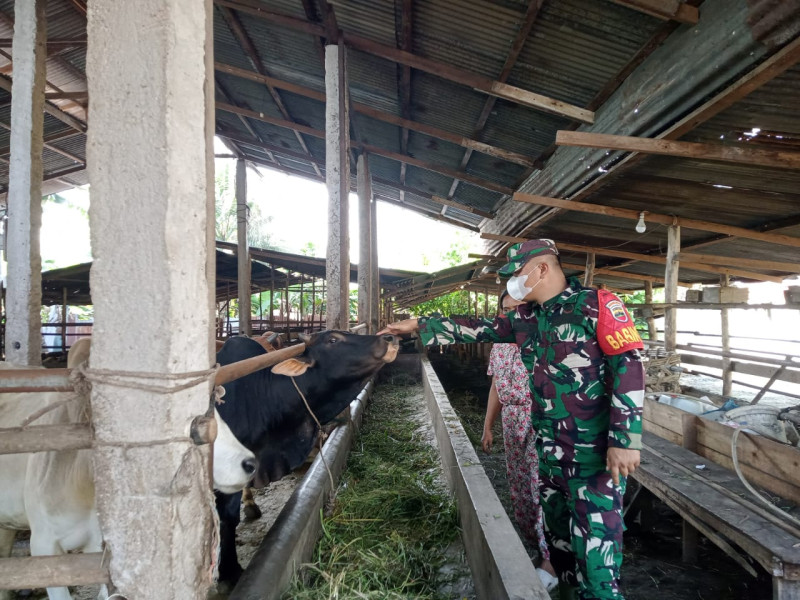 Gencar Laksanakan Pengecekkan Hewan Ternak Sapi, di Desa Tasik Tebing Serai, Babinsa Kopda P. Samosir Cek Lokasi
