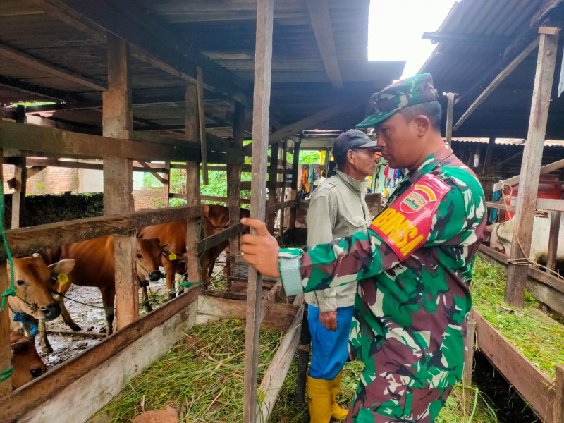 Gencar Laksanakan Pengecekkan Hewan Ternak Sapi di Jalan Kinanti RT 03 RW 02 Desa Pinggir, Babinsa Koptu Bambang Cek Lokasi