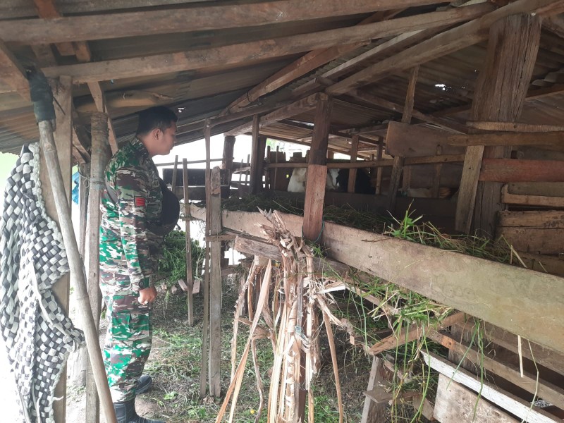 Gencar Laksanakan Pengecekkan Hewan Ternak Kambing, di Kelurahan Air Jamban Kecamatan Mandau, Oleh Praka Alif Alfindo