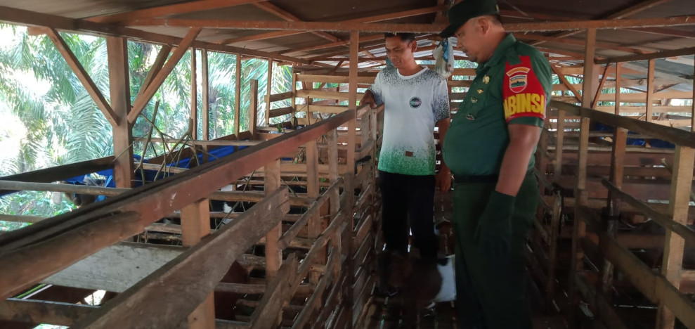 Babinsa Serda Paino Cek Hewan Ternak Sapi di Desa Buluh Apo, RT 01 RW 03, Guna Cegah PMK