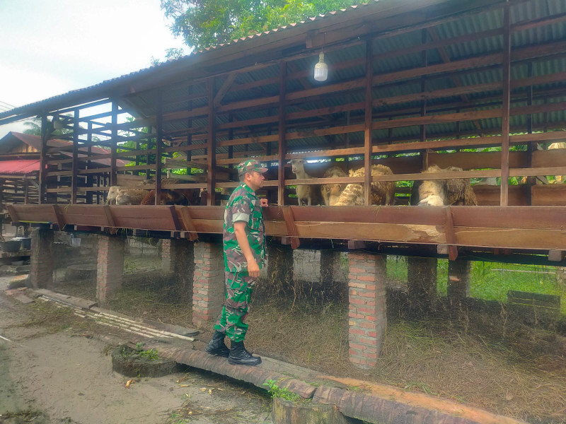 Gencar Laksanakan Pengecekkan Hewan Ternak Kambing di Desa Boncah Mahang, Babinsa Koptu Muchsin Khan Turun ke Lokasi