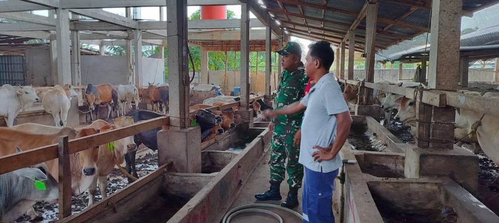 Babinsa Serma Agus Wp Lakukan Cek Hewan Ternak Sapi Antisipasi Penyakit PMK, di Desa Simpang Padang