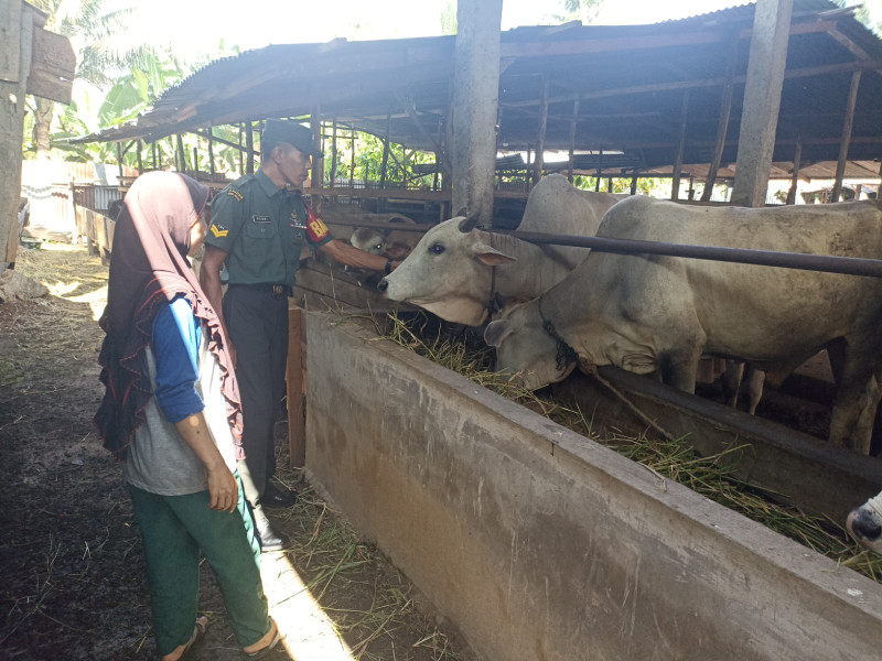 Cegah Penyebaran PMK, Babinsa Sertu Robbi Melaksanakan Cek 10 Ekor Hewan Ternak Sapi di Kelurahan Air Jamban, Mandau