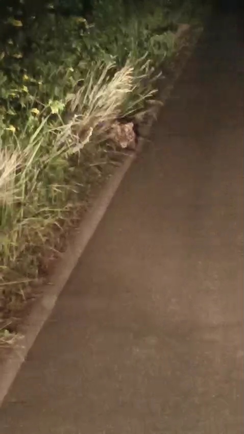 Hewan Buas Harimau Kembali Menampak Diri, di Kulim