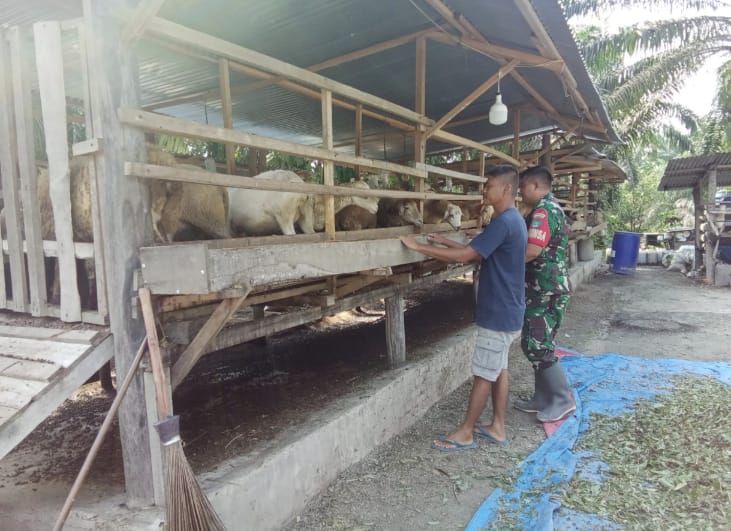 Babinsa Koptu Ade Kurniawan Lakukan Cek Hewan Ternak Kambing Antisipasi Penyakit PMK, di Duri Barat