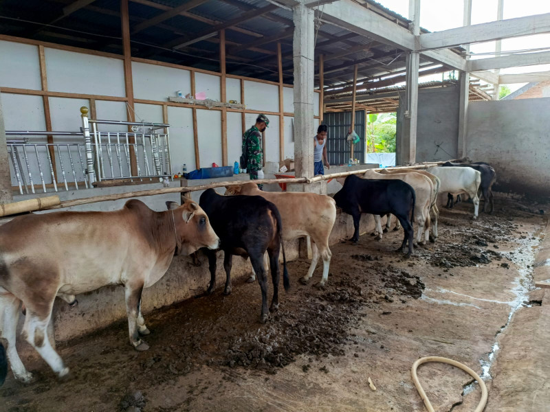 Gencar Laksanakan Pengecekkan Hewan Ternak Sapi di Kelurahan Gajah Sakti, Babinsa Pelda Armen Turun ke Lokasi