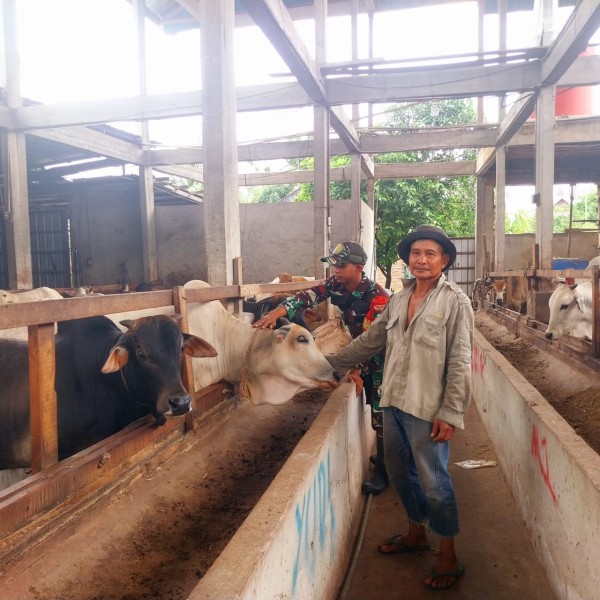 Babinsa Pratu Daniel Cek Hewan Ternak Kambing, Antisipasi PMK, di Air Jamban