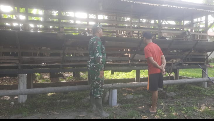 Babinsa Sertu A. Junaidi Cek Hewan Ternak Kambing, Antisipasi PMK, di Desa Buluh Apo, Pinggir