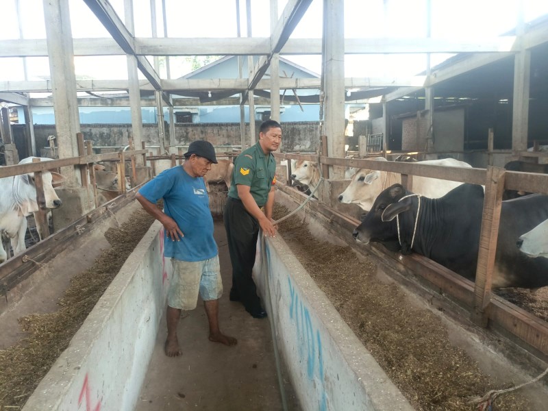 Gencar Laksanakan Pengecekkan Hewan Ternak Sapi, di Jalan Jawa Kecamatan Mandau, Kelurahan Gajah Sakti Oleh Serka Agung Saputro
