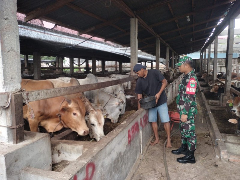 Babinsa Praka IK. Sinaga, Lakukan Cek Hewan Ternak Sapi Antisipasi Penyakit PMK, di Kelurahan Gajah Sakti