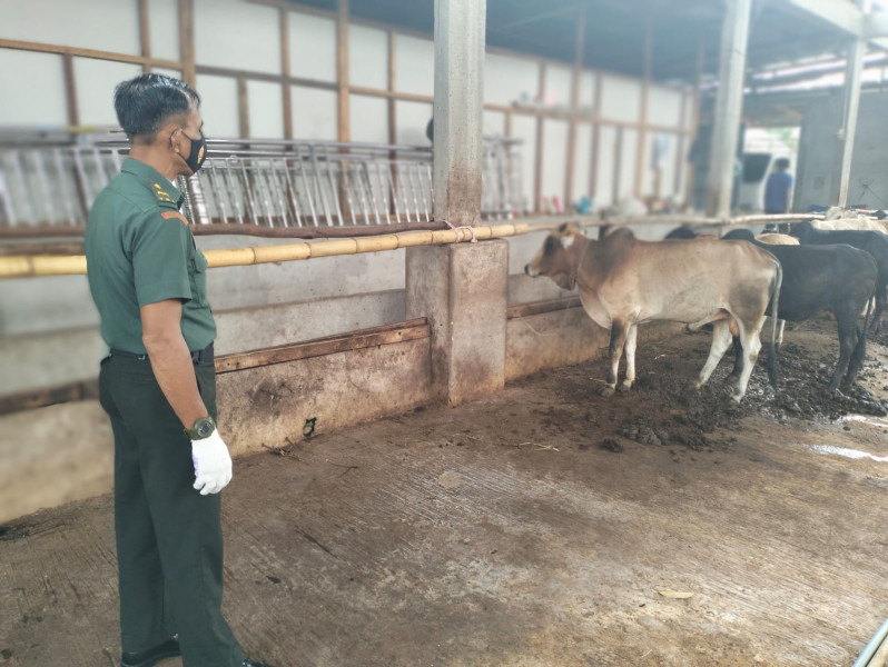 Cegah Penyebaran PMK, Babinsa Pelda Armen Melaksanakan Cek 7 Ekor Hewan Ternak di Kelurahan Gajah Sakti