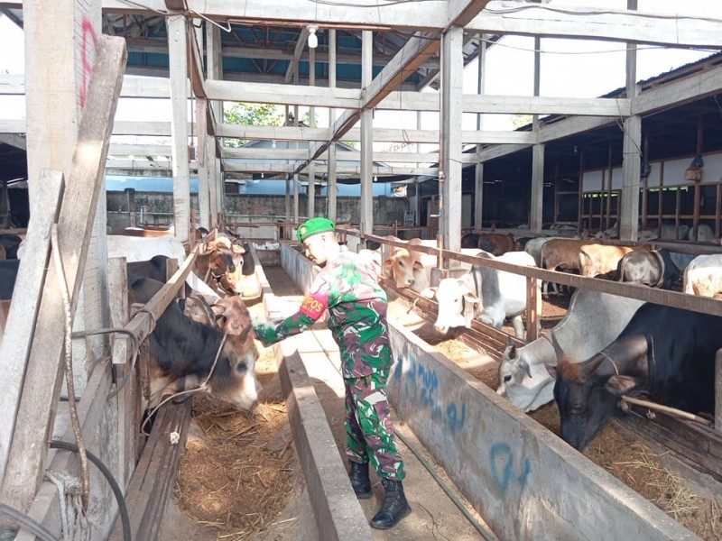 Danpos Ramil Talang Muandau Peltu Suprapto, Lakukan Cek Hewan Ternak Sapi Antisipasi Penyakit PMK, di Gajah Sakti