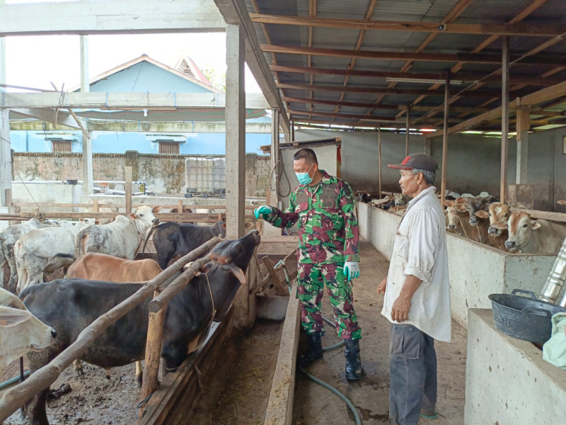 Gencar Laksanakan Pengecekkan Hewan Ternak Sapi di RT 03 RW 01 Kelurahan Gajah Sakti, Babinsa Serka Agus Saputro Cek Lokasi